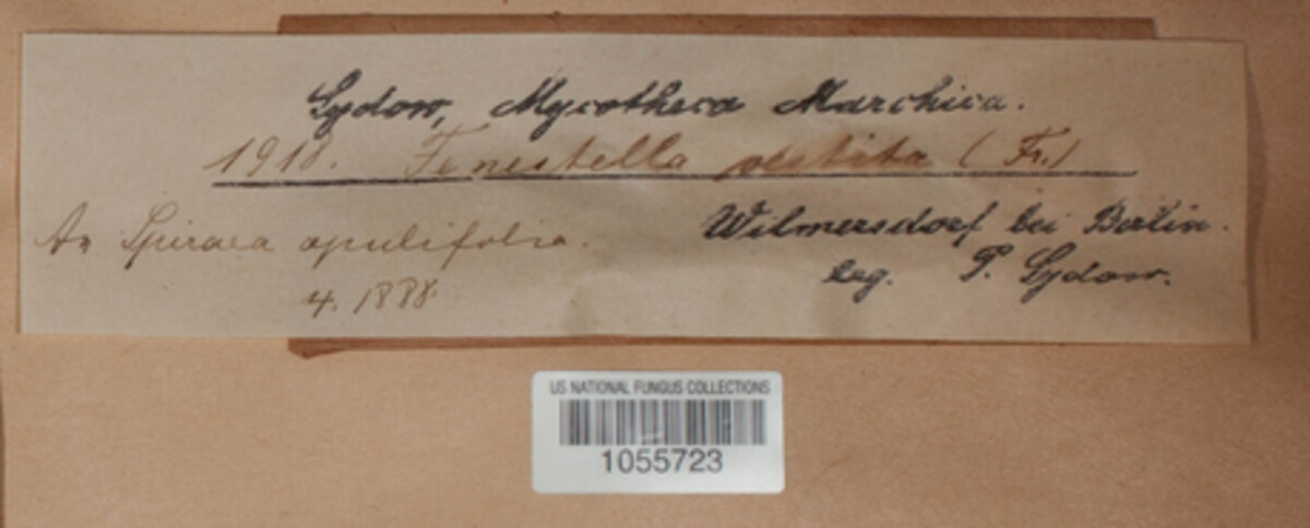Thyridium vestitum image